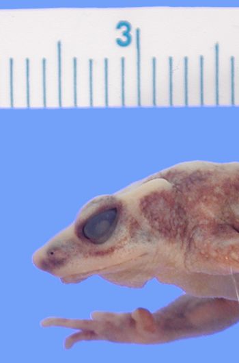Media type: image; Herpetology A-55350